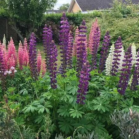Zeanland In Rodbyhavn فيلة *
